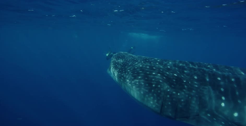 A diver films a large spotted shark as it swims underwater