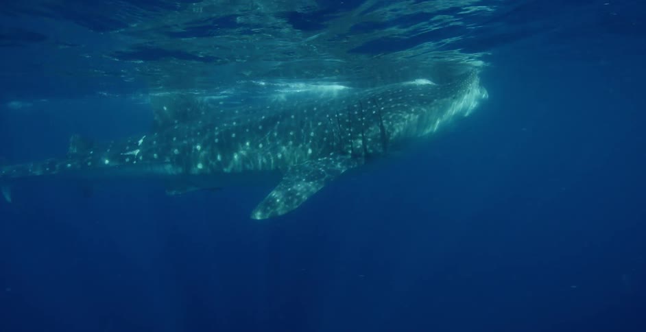 Whale Shark swims under the oceans surface