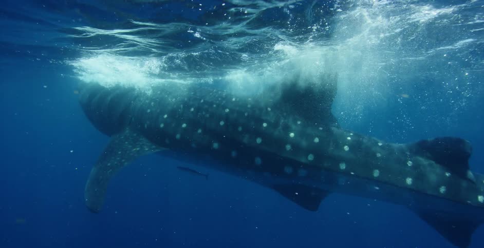 An enormous whale shark effortlessly glides just beneath the ocean surface
