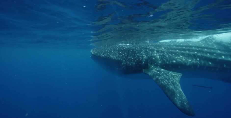 Shark swims under the surface of the ocean