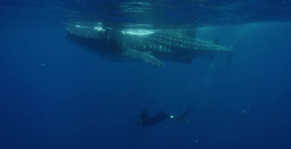A camera operator in scuba gear swims beneath a spotted shark and films it as it swims near the surface