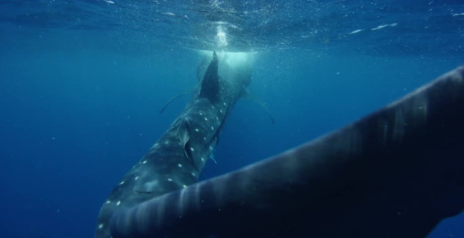 Underwater footage of a shark whale swimming under the surface of the blue ocean waters