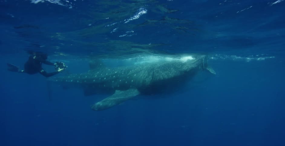 A diver takes photos and video as he swims next to a basking shark