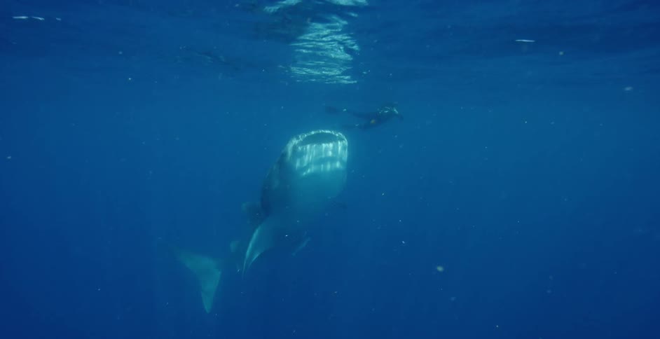 A diver swims with a whale shark in the open ocean