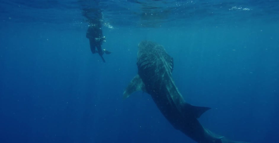 A diver is taking photographs of a large shark underwater
