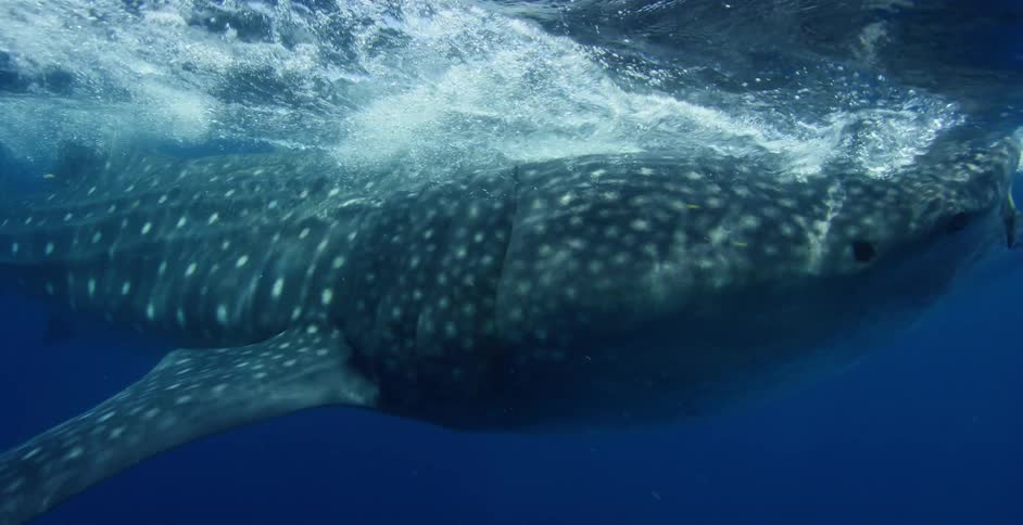 Under water footage of a large fish