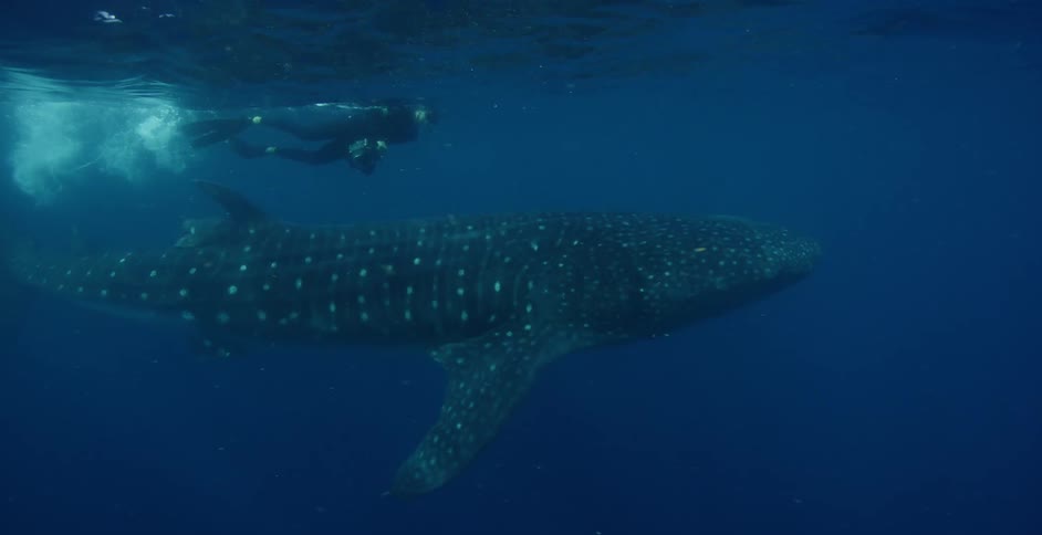 A diver swims above sea life