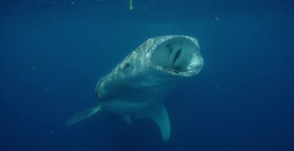 Sea life swimming under water