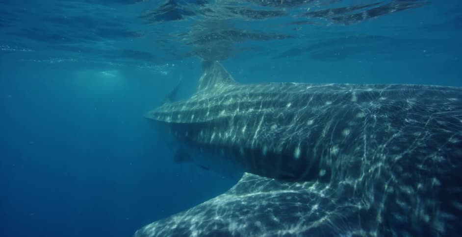 A shark swimming underwater near the surface with ripples and sunlight