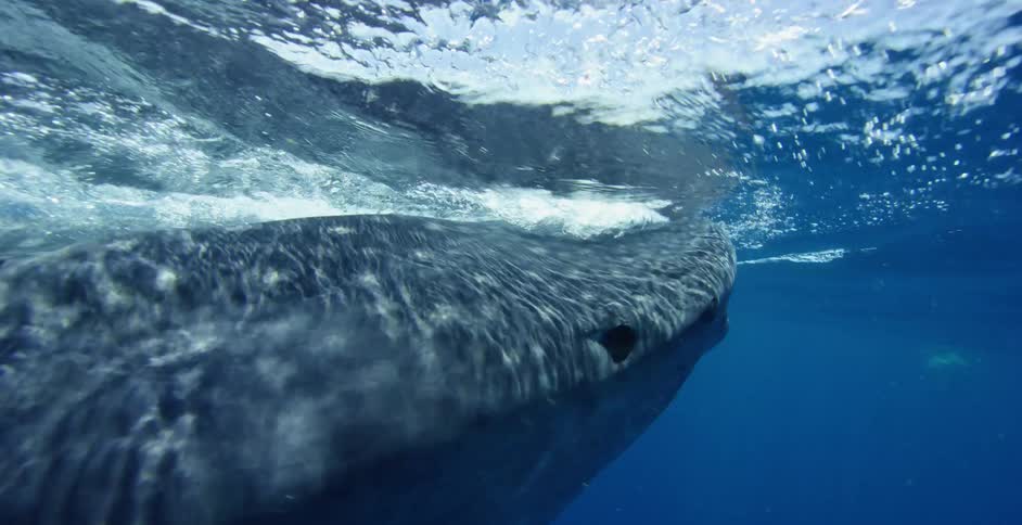 A whale shark is swimming at the top of the water
