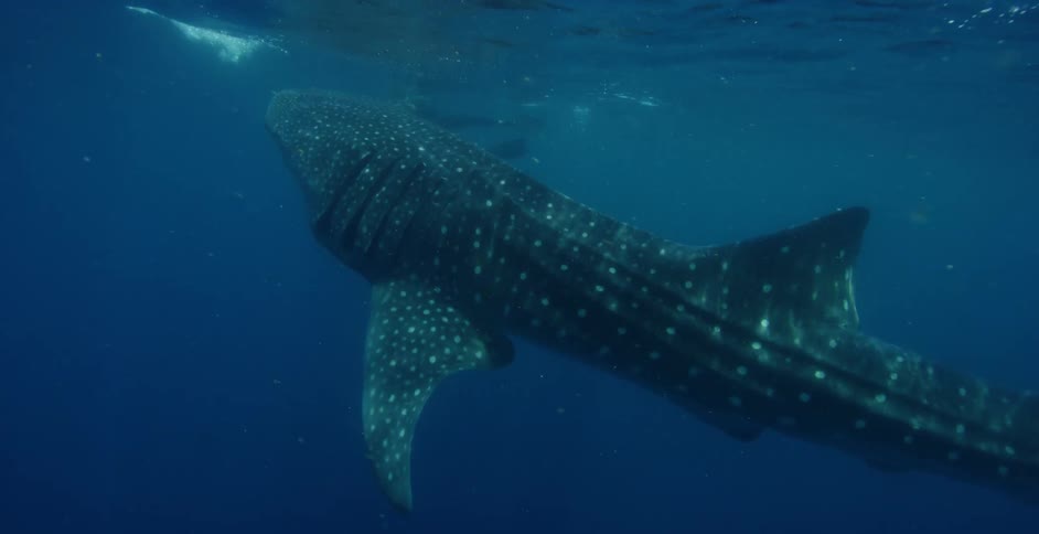 A person with a wetsuit flippers a snorkel and a camera swimming next to a shark