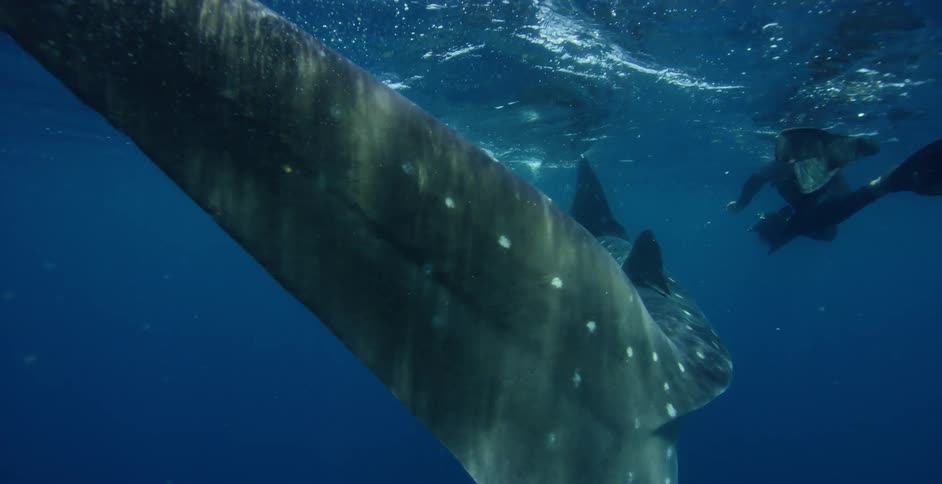 A diver swims beside sea life under water