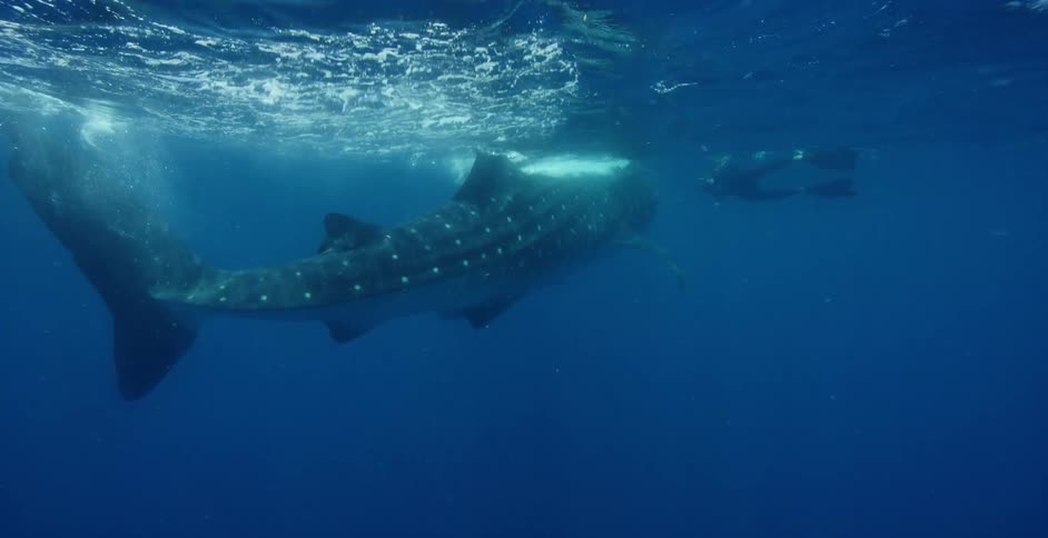 Large shark swims near scuba diver as waves ripple over head