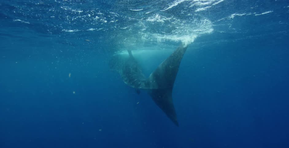 A shark underwater near the surface with bubbles waves and ripples