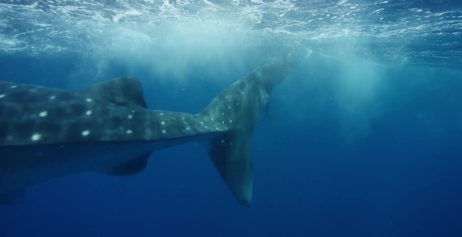A diver holds a camera while swimming near a basking shark