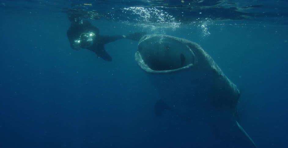 Free diver filming a whale shark feeding underwater in the blue ocean waters
