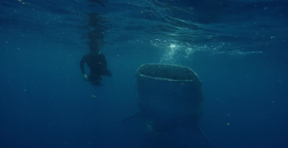 A scuba diver moves closer to a basking shark underwater