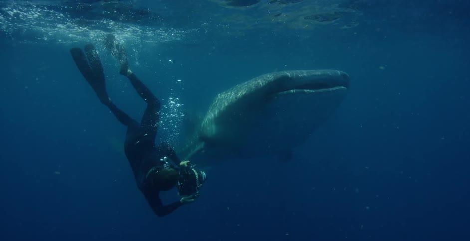 A photographer is taking photos underwater of a large whale near the surface of the ocean