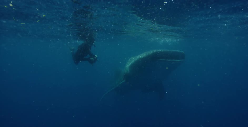 A person with a wetsuits flippers snorkel and a camera swimming underwater next to a shark