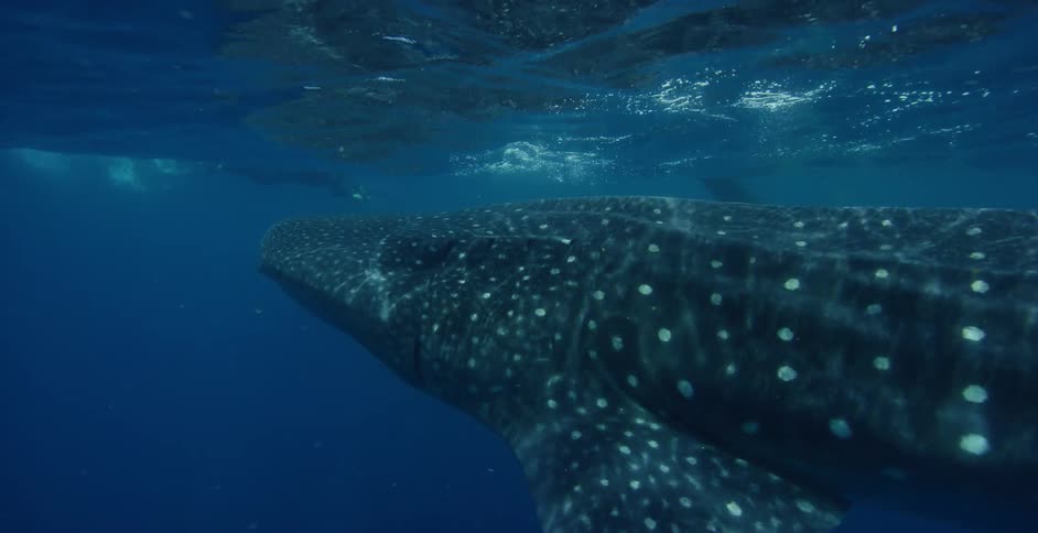 Divers swim with a whale shark in the open ocean
