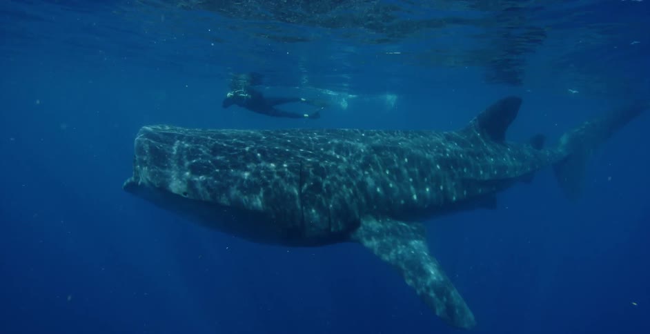 A diver takes photos of a whale as he swims above it