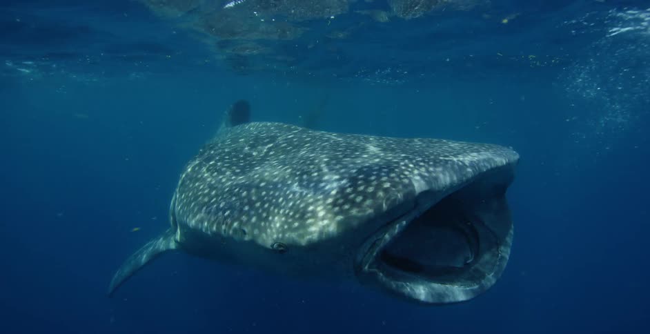 A diver follows a fish under water