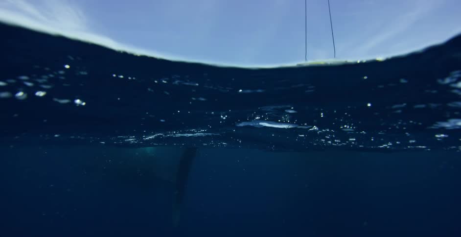 A shark swims beneath a boat in blue ocean water