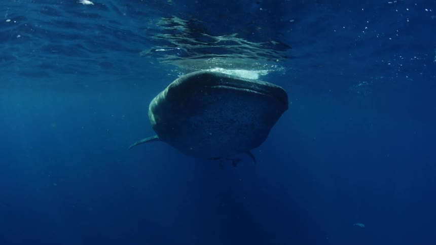 A shark underwater near the surface with fishes in the background