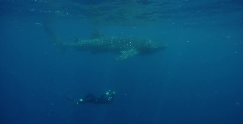 A diver is photographing a whale shark from below