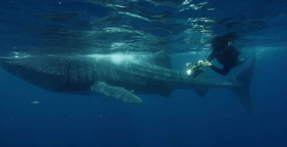 A photographer is diving by a whale shark