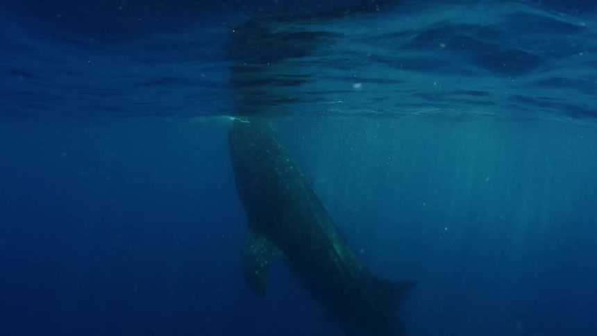 An underwater animal is displayed in the ocean