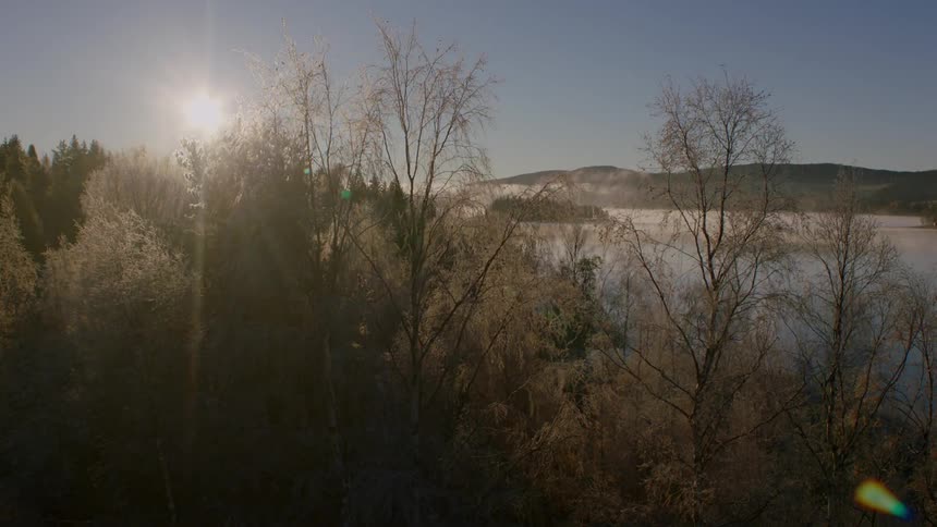 Trees in a forest on a sunny morning