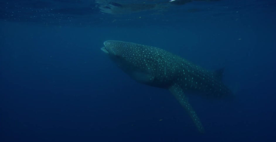 A large shark is swimming under the dark water