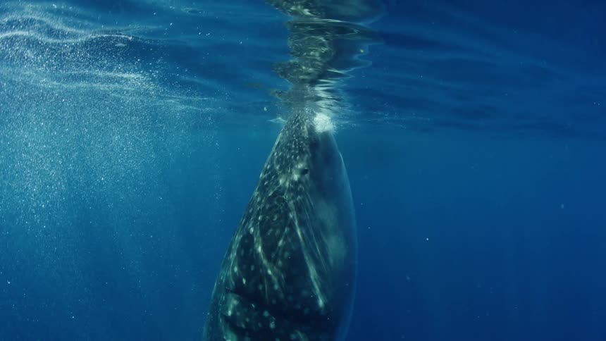 Underwater footage of a whale shark feeding under the surface of the blue ocean waters