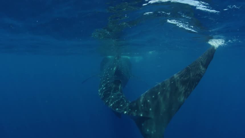 A whale shark is slowly moving underwater