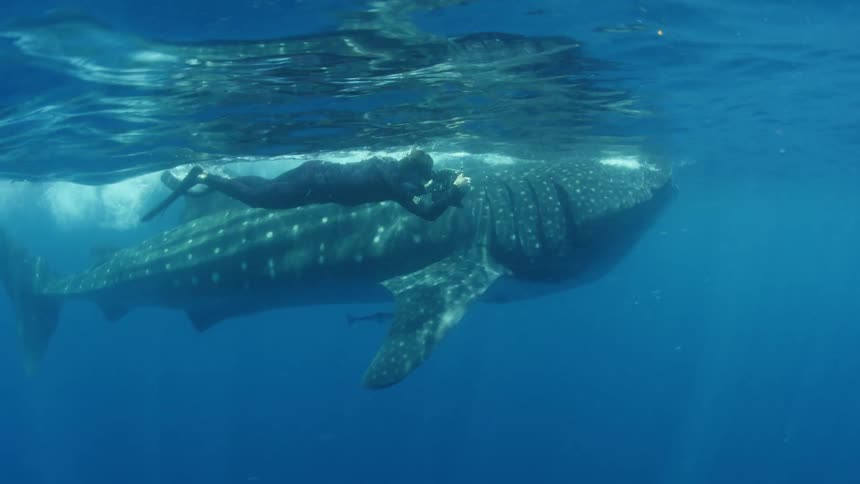 Free diver follows a whale shark with an underwater camera on the blue ocean waters