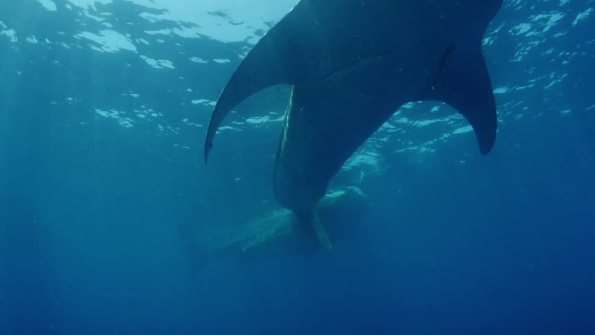 Whales swim under the water together