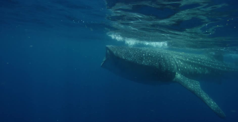 Underwater footage of a whale shark swimming under the surface of the blue ocean waters