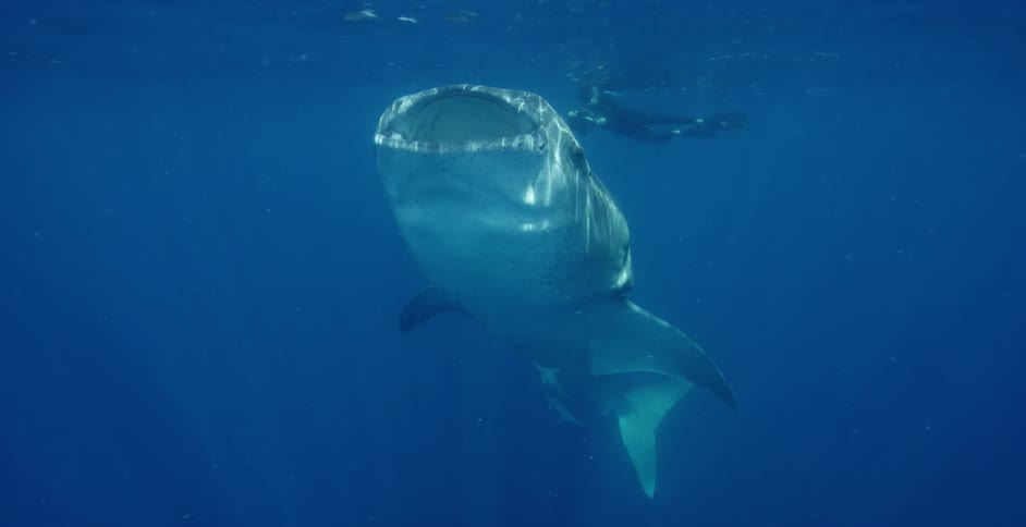 A diver is swimming around a whale shark