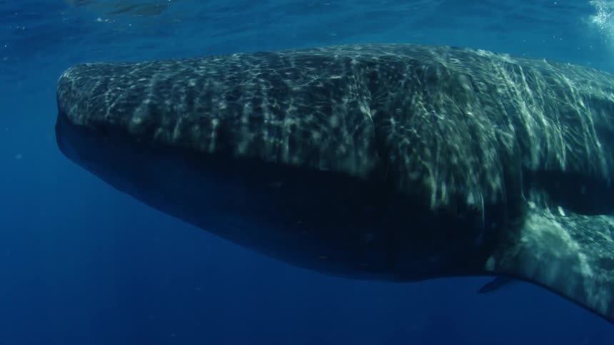 Whale shark swims underwater near surface of ocean
