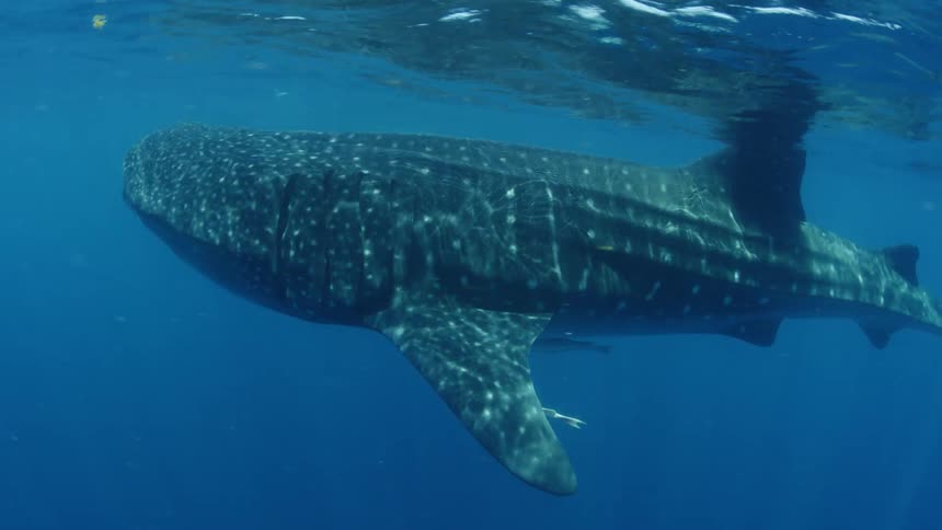 A shark swimming underwater near the surface with light and ripples