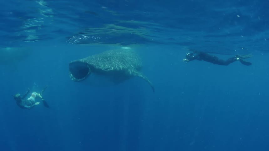 Free divers film whale sharks with underwater cameras on the blue ocean waters