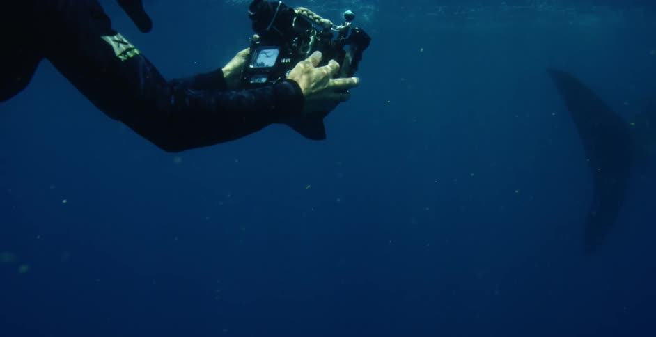 A photographer is taking photos of a shark underwater