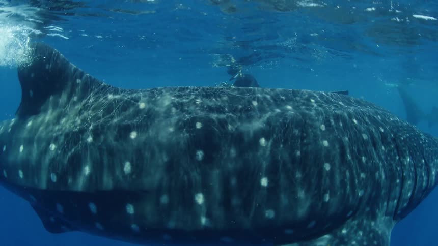 A diver swims with whale sharks in an open ocean