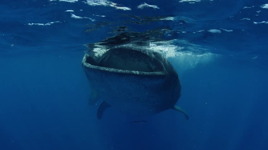 Whale shark swimming under the surface of the blue ocean water