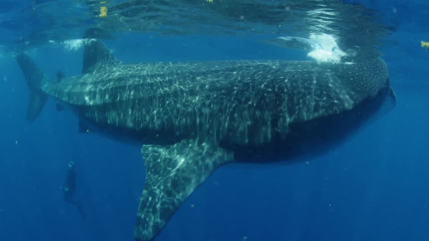 A diver underwater watches a whale shark swimming