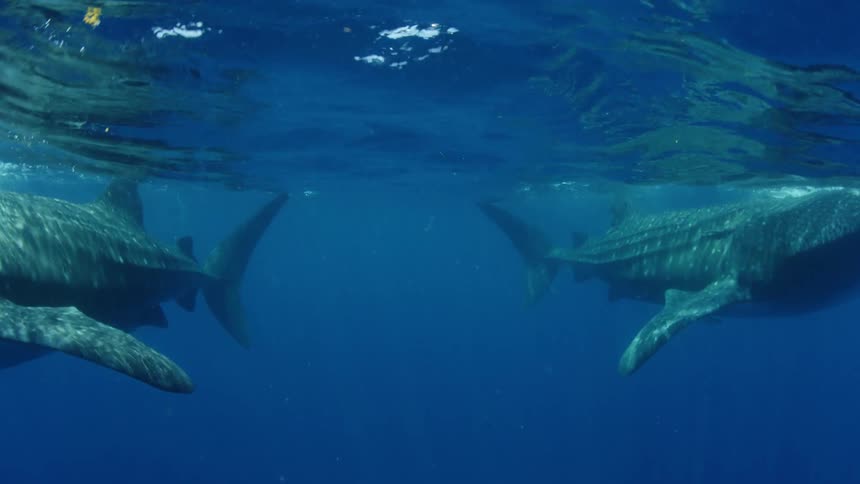 Two whale sharks swim underwater in the sea