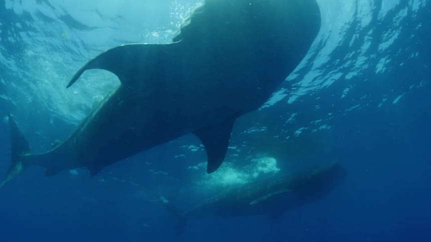 Whale sharks swimming under water