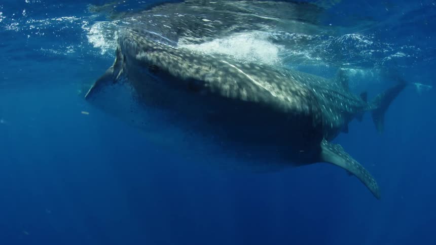 Whale shark swim along just under surface of water with mouth open
