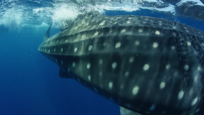 A whale shark swimming near the surface of the ocean